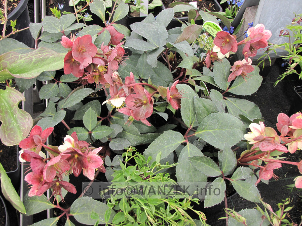 Helleborus ericsmithii Silvermoon1.JPG